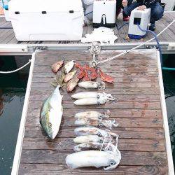 フィッシングボートACE(エース) 釣果