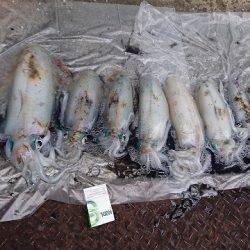 フィッシングボートACE（エース） 釣果