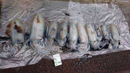 フィッシングボートACE（エース） 釣果