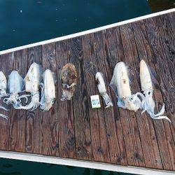 フィッシングボートACE(エース) 釣果