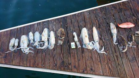 フィッシングボートACE(エース) 釣果