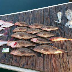 フィッシングボートACE(エース) 釣果