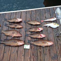 フィッシングボートACE(エース) 釣果