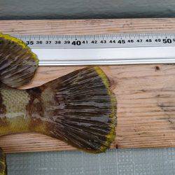 フィッシングボートACE（エース） 釣果