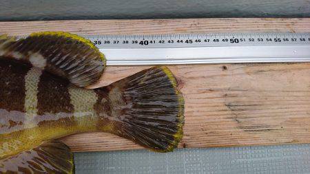 フィッシングボートACE（エース） 釣果