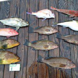 フィッシングボートACE（エース） 釣果