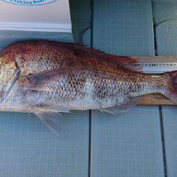 フィッシングボートACE(エース) 釣果