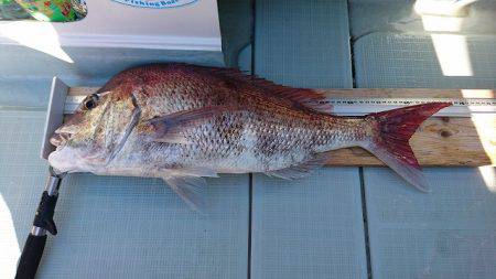 フィッシングボートACE(エース) 釣果