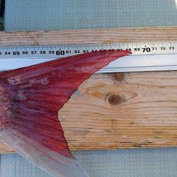 フィッシングボートACE(エース) 釣果