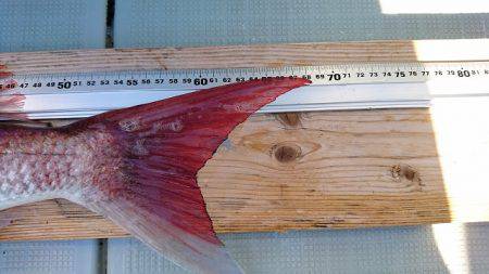 フィッシングボートACE(エース) 釣果