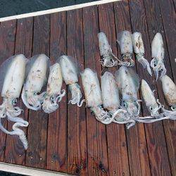 フィッシングボートACE(エース) 釣果