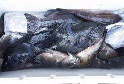 伊豆下田フィッシング 釣果