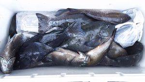 伊豆下田フィッシング 釣果