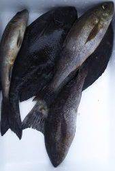 伊豆下田フィッシング 釣果