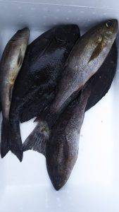 伊豆下田フィッシング 釣果