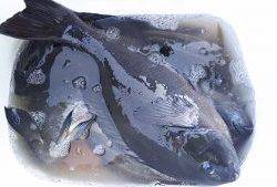 伊豆下田フィッシング 釣果