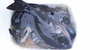 伊豆下田フィッシング 釣果