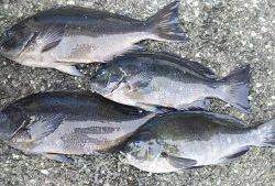 伊豆下田フィッシング 釣果