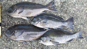 伊豆下田フィッシング 釣果