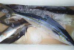 伊豆下田フィッシング 釣果