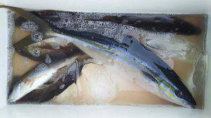 伊豆下田フィッシング 釣果