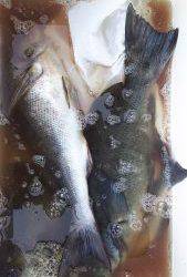 伊豆下田フィッシング 釣果