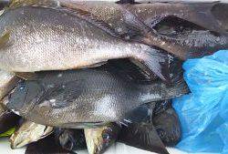 伊豆下田フィッシング 釣果