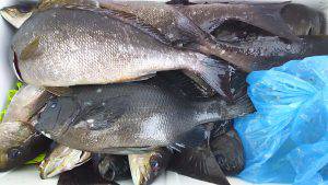 伊豆下田フィッシング 釣果