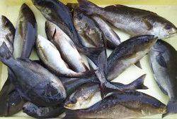 伊豆下田フィッシング 釣果