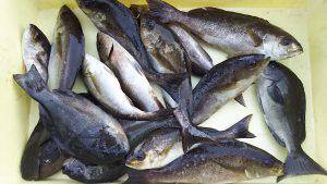 伊豆下田フィッシング 釣果