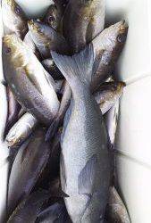 伊豆下田フィッシング 釣果