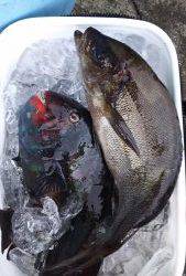 伊豆下田フィッシング 釣果