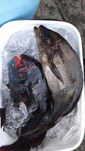 伊豆下田フィッシング 釣果