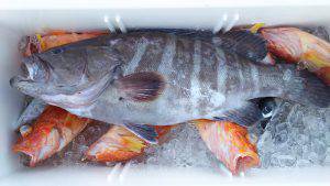 伊豆下田フィッシング 釣果