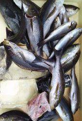 伊豆下田フィッシング 釣果