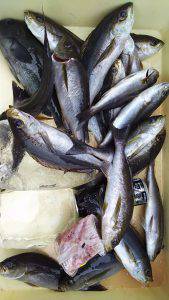 伊豆下田フィッシング 釣果