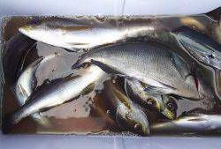 伊豆下田フィッシング 釣果