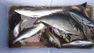 伊豆下田フィッシング 釣果