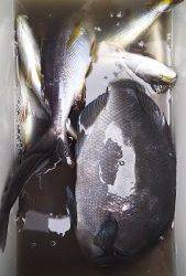 伊豆下田フィッシング 釣果