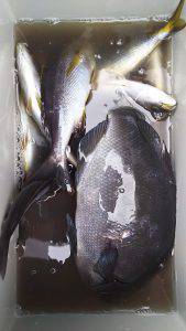 伊豆下田フィッシング 釣果