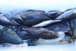 伊豆下田フィッシング 釣果