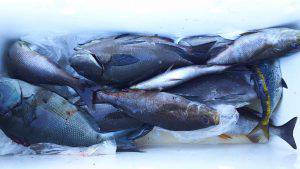 伊豆下田フィッシング 釣果