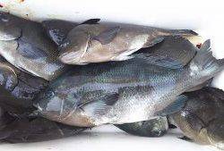 伊豆下田フィッシング 釣果