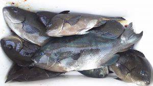 伊豆下田フィッシング 釣果