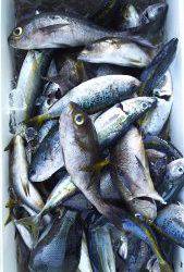 伊豆下田フィッシング 釣果