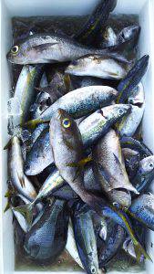 伊豆下田フィッシング 釣果