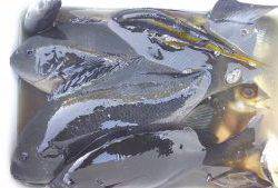 伊豆下田フィッシング 釣果