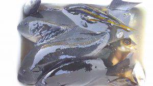 伊豆下田フィッシング 釣果