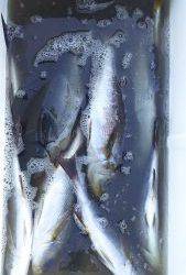 伊豆下田フィッシング 釣果