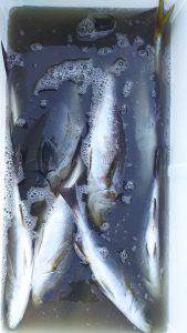 伊豆下田フィッシング 釣果